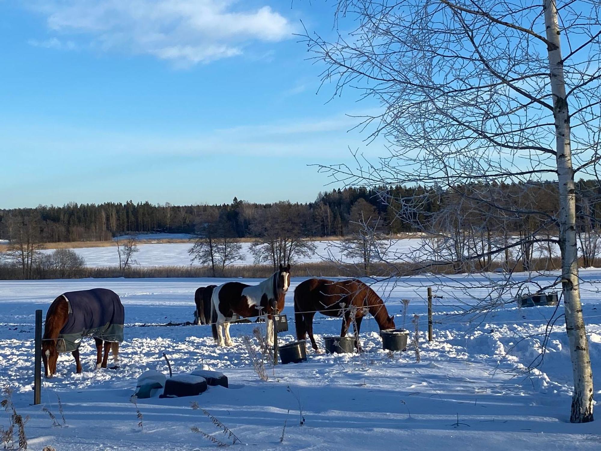 Ulvsby Ranch Western Camp Karlstad Ngoại thất bức ảnh